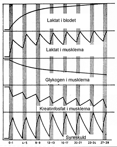 Ändringar i blodets och musklernas laktathalt, musklernas glykogen- och kreatinfosfathalt samt variationer av syreskuld under intervallträning.