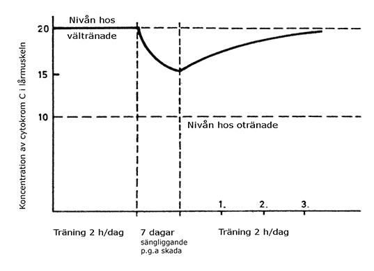 Figur 11. Dynamiken av cytokrom C-koncentration i benmusklerna under träning