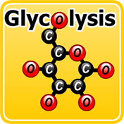 Glycolysis Match Game HTML5 version